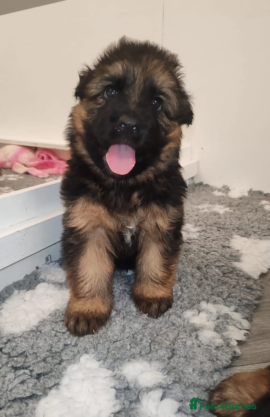 German Shepherd dogs for sale: KC registered Long Haired German shepherd puppies  - Advert 2