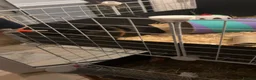 Guinea Pig rodents for sale: Two female Swiss x funky young female guinea pigs  - Advert 9