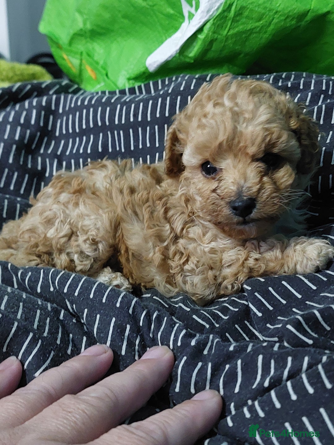 Toy Poodle dogs for sale: Tiny toy poodle female apricot - Image 4
