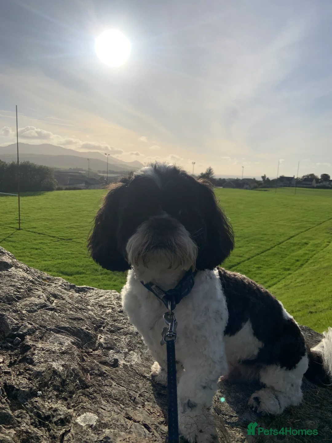 Shih Tzu dogs for stud: Alffi Our Family ShihTzu is Available for Stud. in Caernarfon - Advert 5