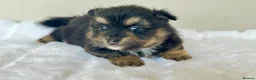 Pomeranian dogs for sale: KC Reg Pomeranians🐾Rare Colours🐾Licensed Breeder - Advert 8