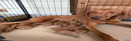 Hungarian Vizsla dogs for sale: Beautiful KC Registered Hungarian Vizsla puppies  in Blackburn - Advert 28