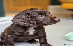 Cocker Spaniel dogs for sale: Exceptional KC Working Cocker Spaniel Puppies  - Image 4