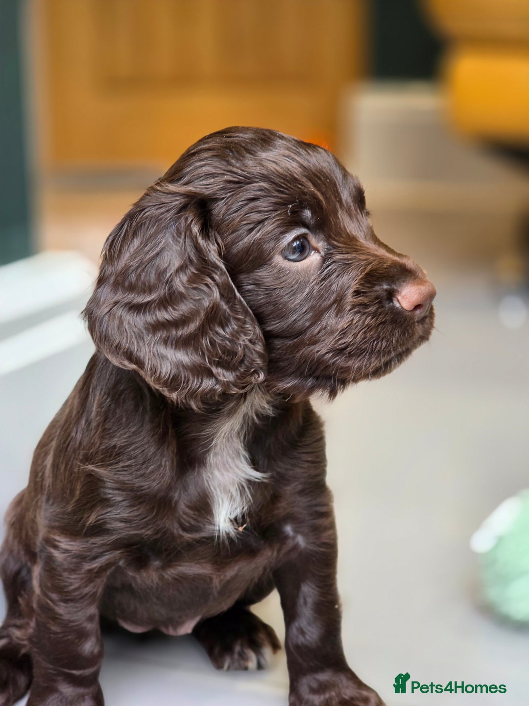 Cocker Spaniel dogs for sale: Exceptional KC Working Cocker Spaniel Puppies  - Image 4