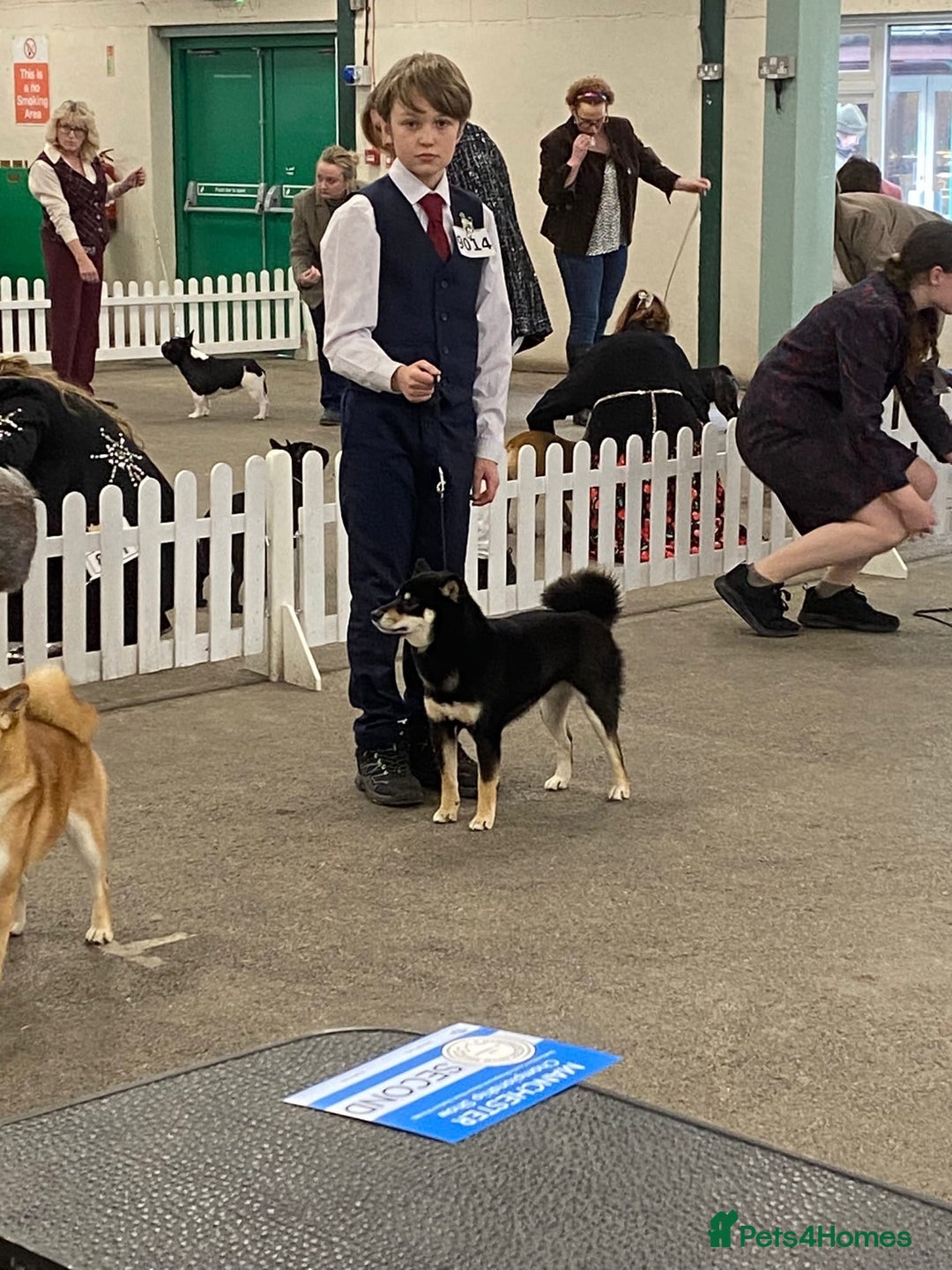 Japanese Shiba Inu dogs for sale: 	“Shiba Inu Puppies – Champion Pedigree, DNA Clear - Image 12