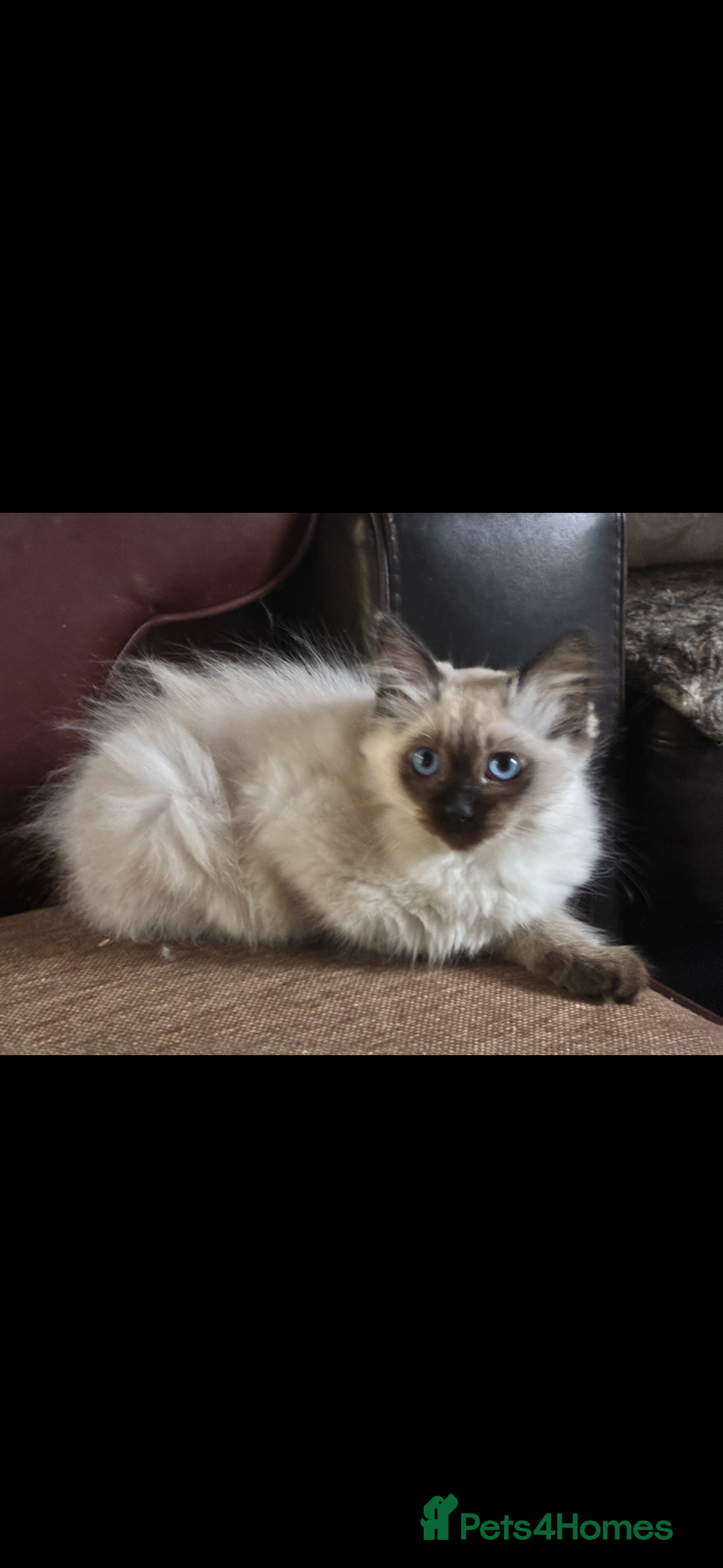 Ragdoll cats for sale: Lovely ragdoll kittens for sale  - Image 12