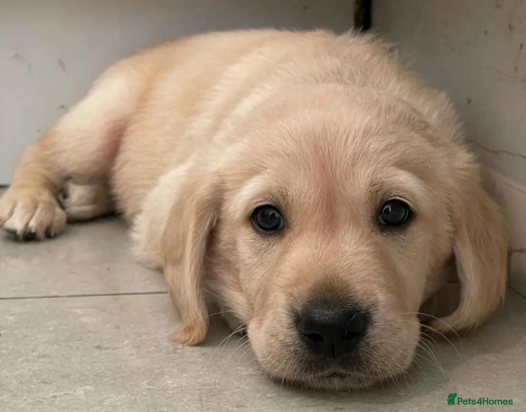 Golden Retriever dogs for stud: exceptional PROVEN dog available for stud  in Northwich - Advert 25