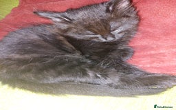 Mixed Breed cats for sale: Lovely confident kittens - Image 2