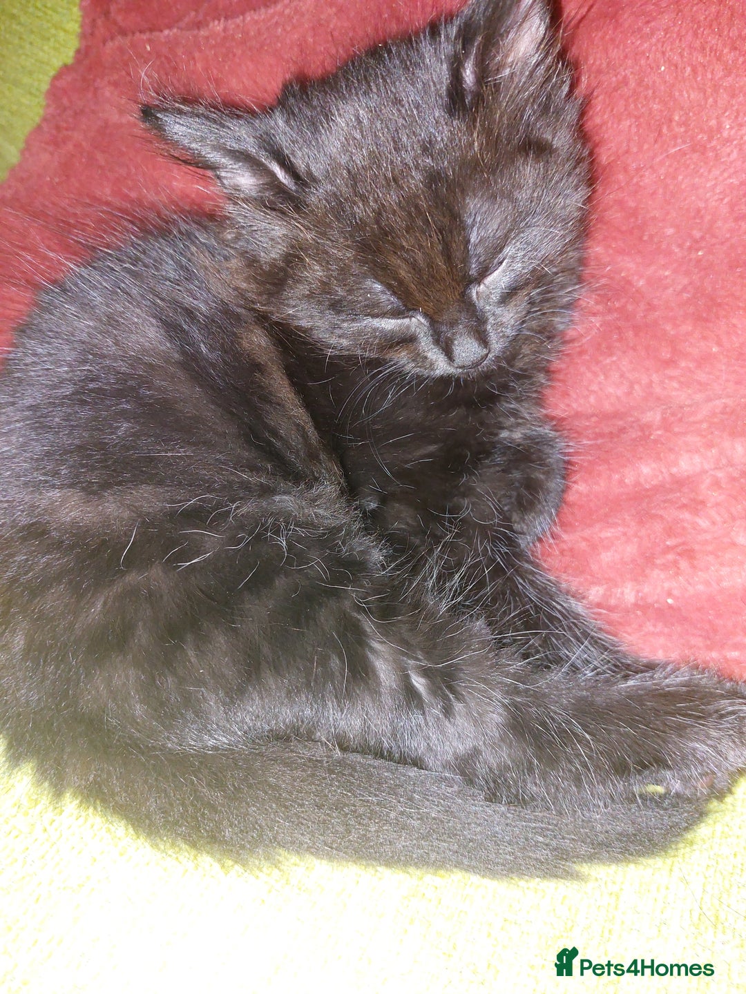 Mixed Breed cats for sale: Lovely confident kittens - Image 2