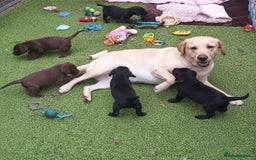 Cockerdor dogs for sale: Labrador x Cocker babies  - Image 1