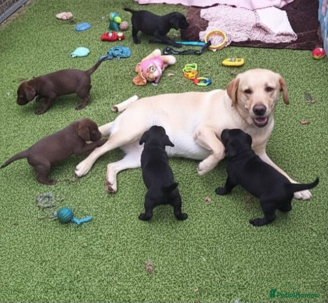 Cockerdor dogs for sale: Labrador x Cocker babies  - Image 1