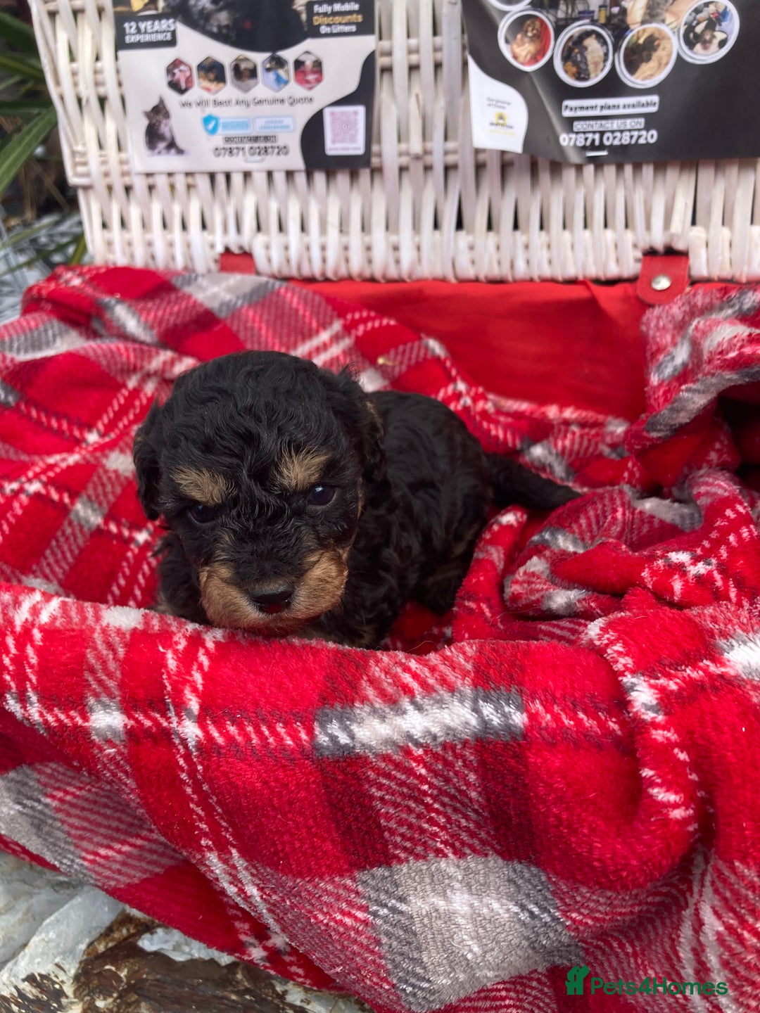 Cavapoo dogs for sale: Female Health tested Phantom Toy cavapoo  - Image 14