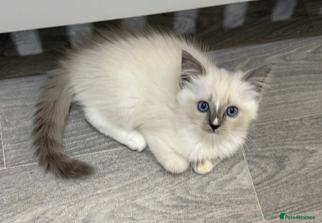 Ragdoll cats Last little girl left out of the litter of six  - Advert 6