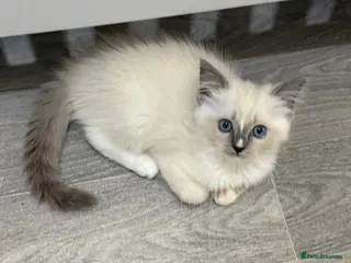 Ragdoll cats Last little girl left out of the litter of six - Advert 6