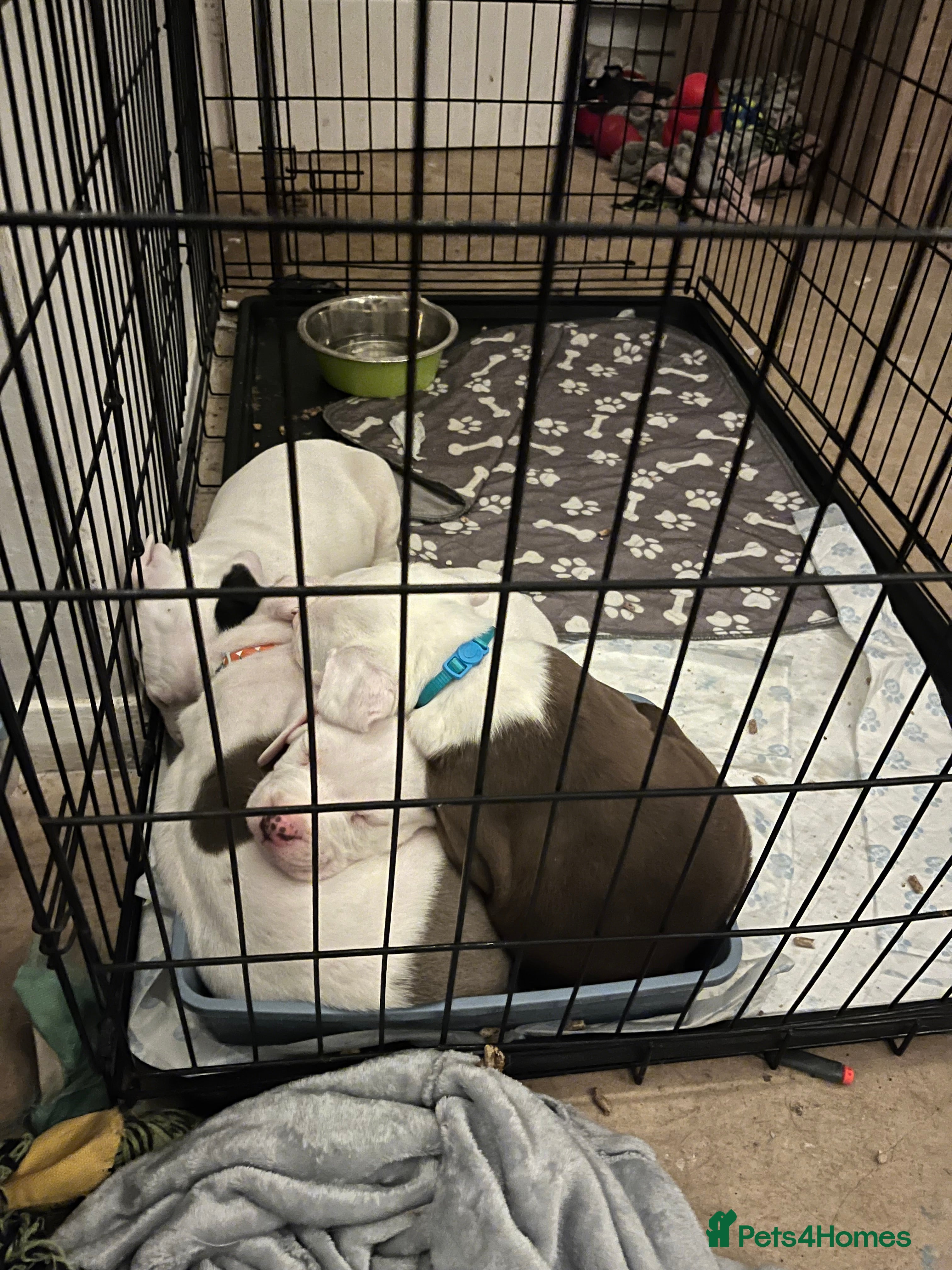 Mixed Breed dogs 2 beautiful American bully cross staffy puppies - Advert 7