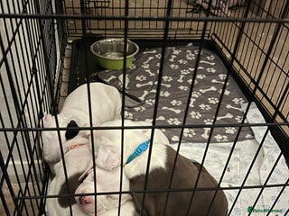 Mixed Breed dogs 4 beautiful American bully cross staffy puppies - Advert 11