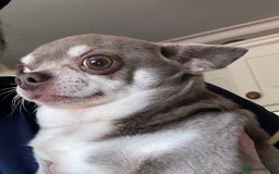 Chihuahua dogs for sale: Chihuahua girls from licensed breeder - Image 20