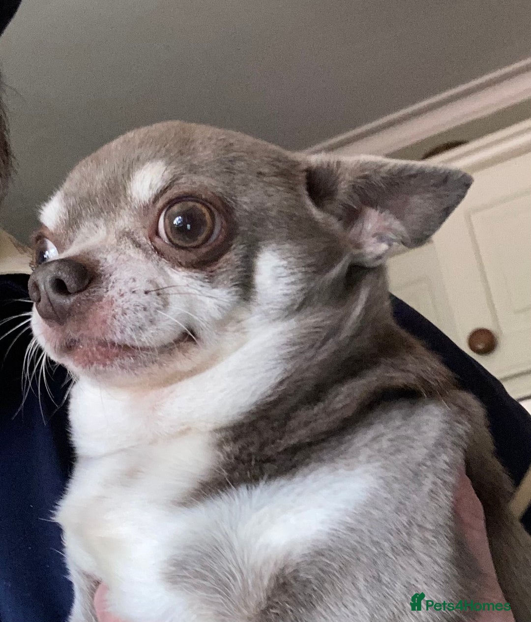 Chihuahua dogs for sale: Chihuahua girls from licensed breeder - Image 20