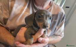 Miniature Dachshund dogs for sale: REDUCED !! Miniature dachshund puppies kc reg   - Image 5