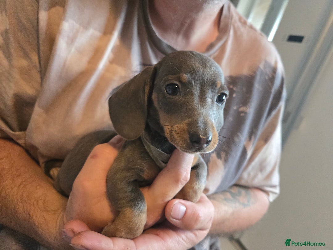 Miniature Dachshund dogs for sale: REDUCED !! Miniature dachshund puppies kc reg   - Image 5