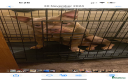 American Bulldog dogs for sale: Porcha - Image 1