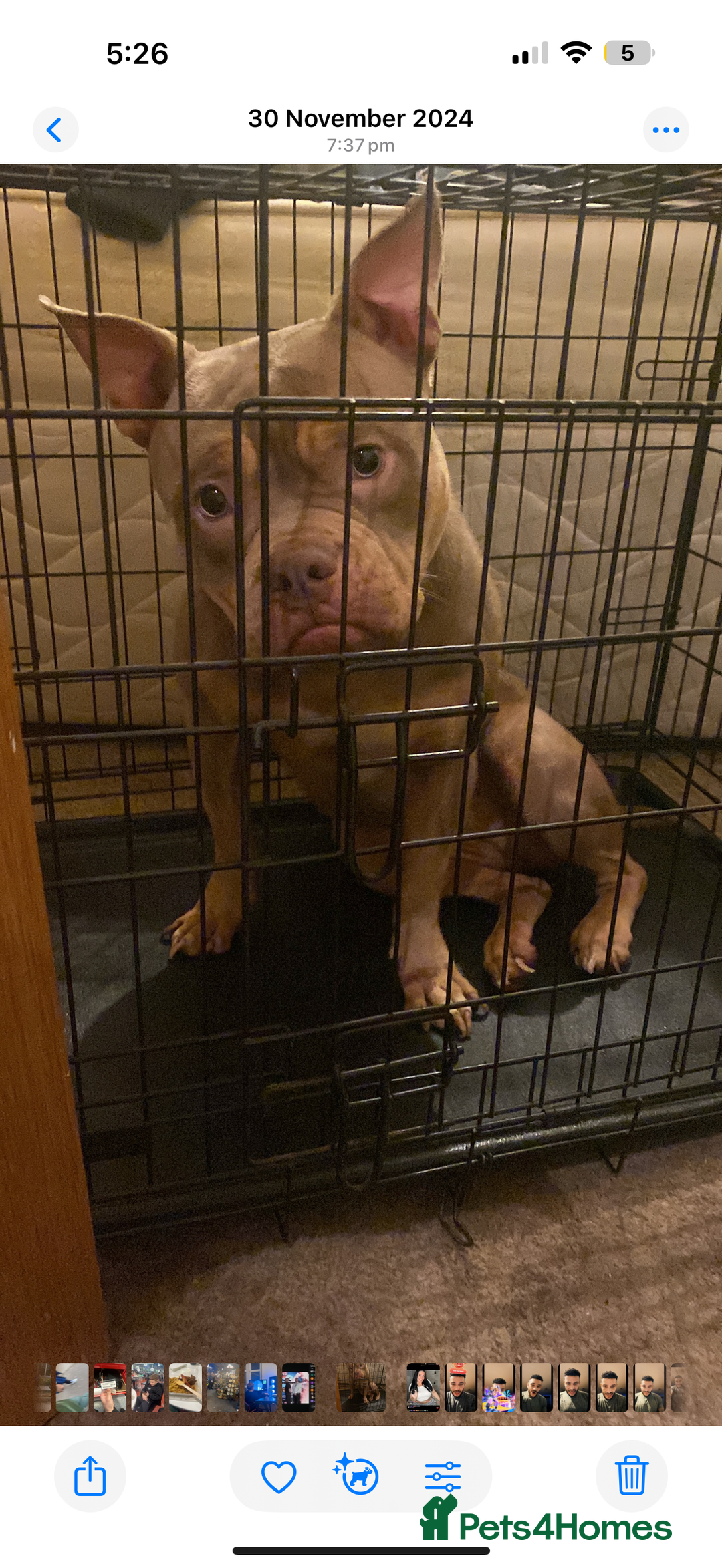 American Bulldog dogs for sale: Porcha - Image 1