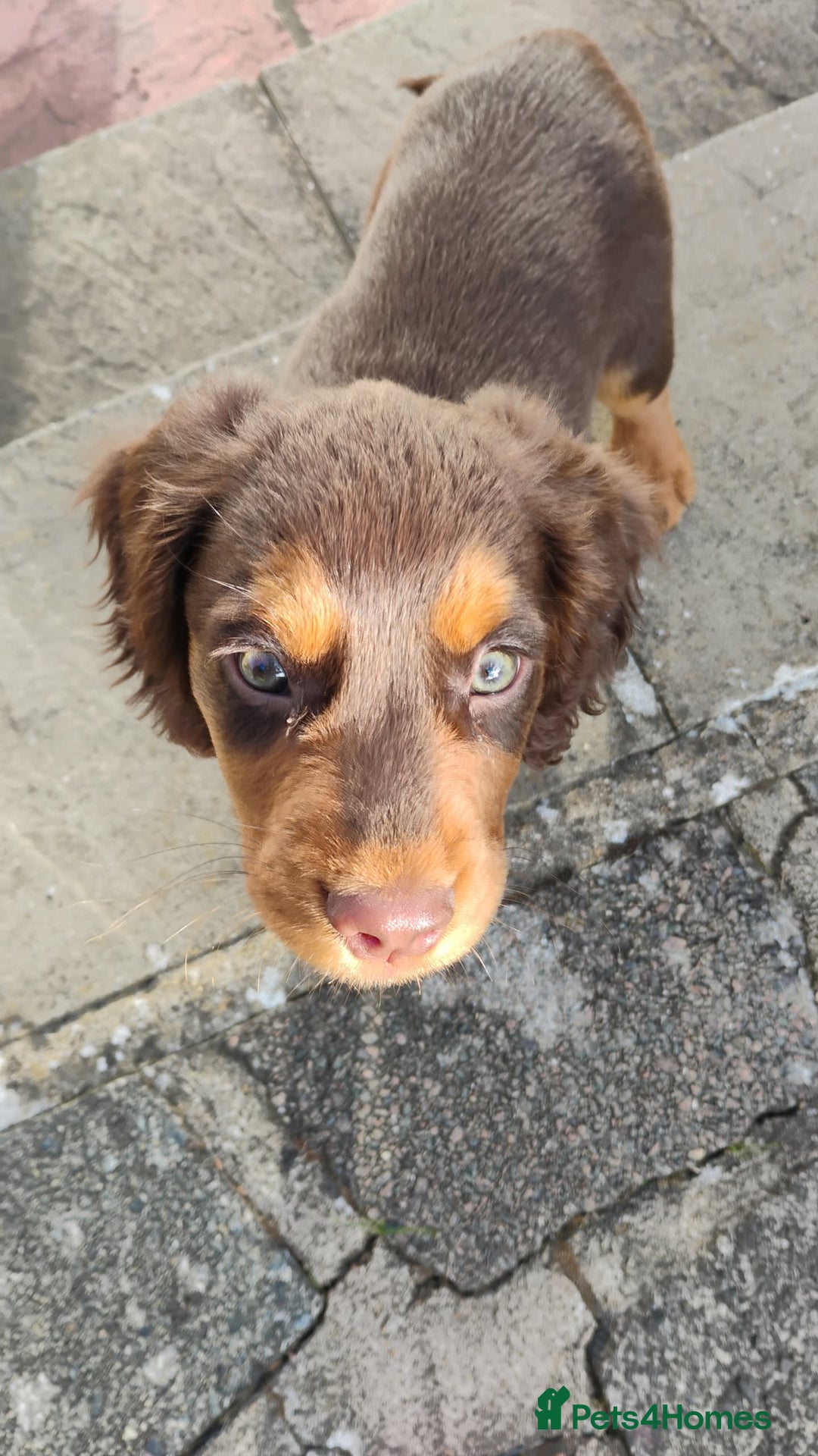 Cocker Spaniel dogs for sale: Meet Mocha 🐾  - Advert 4