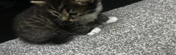British Longhair cats for sale: 3 longhair kittens for sale (PRICE NEGOTIABLE) - Advert 20