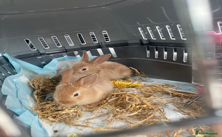 Mixed Breed rabbits - Advert 5