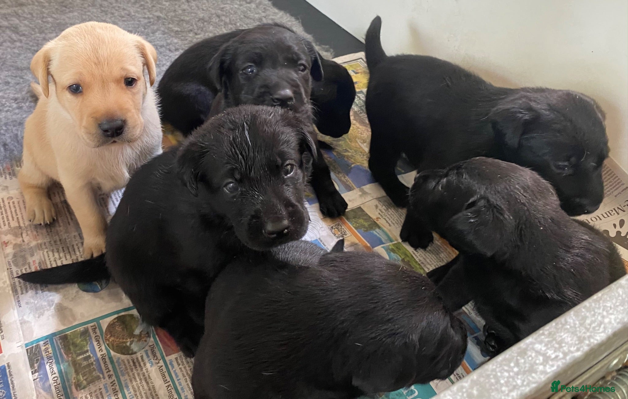 Labrador Retriever dogs Thistlecrack health tested parents KC reg lab pups - Advert 1