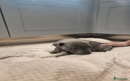 Staffordshire Bull Terrier dogs for sale: **COLLECT SAT 02/08**Blue Staffs KC Registered - Image 26