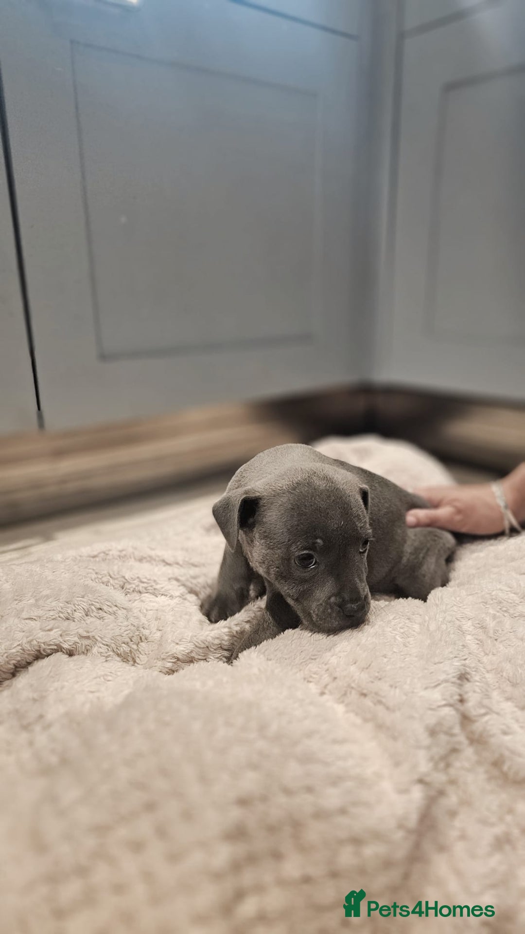 Staffordshire Bull Terrier dogs for sale: **COLLECT SAT 02/08**Blue Staffs KC Registered - Image 26