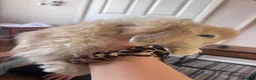 Mini Lion Lop rabbits for sale: lion lop bunnies  - Advert 4