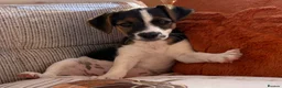 Jack Russell dogs for sale: Traditional short-legged Jack Russell puppy’s. - Advert 8