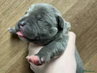 Staffordshire Bull Terrier dogs 4 left blue Staffordshire bull terrier puppies - Advert 13