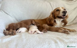 Cocker Spaniel dogs for sale: Stunning working kc registered cocker spaniels  - Image 7