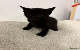 Mixed Breed cats for sale: beautiful kittens  - Image 14