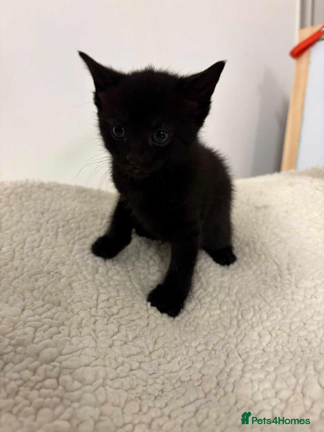 Mixed Breed cats for sale: beautiful kittens  - Image 14