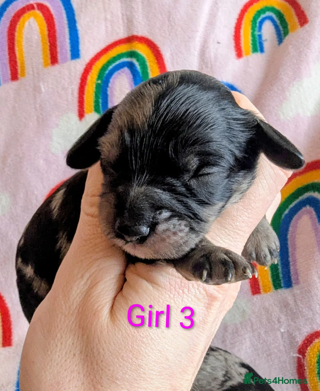 Cavapoo dogs for sale: DNA health tested Merle Cavapoos - Advert 2