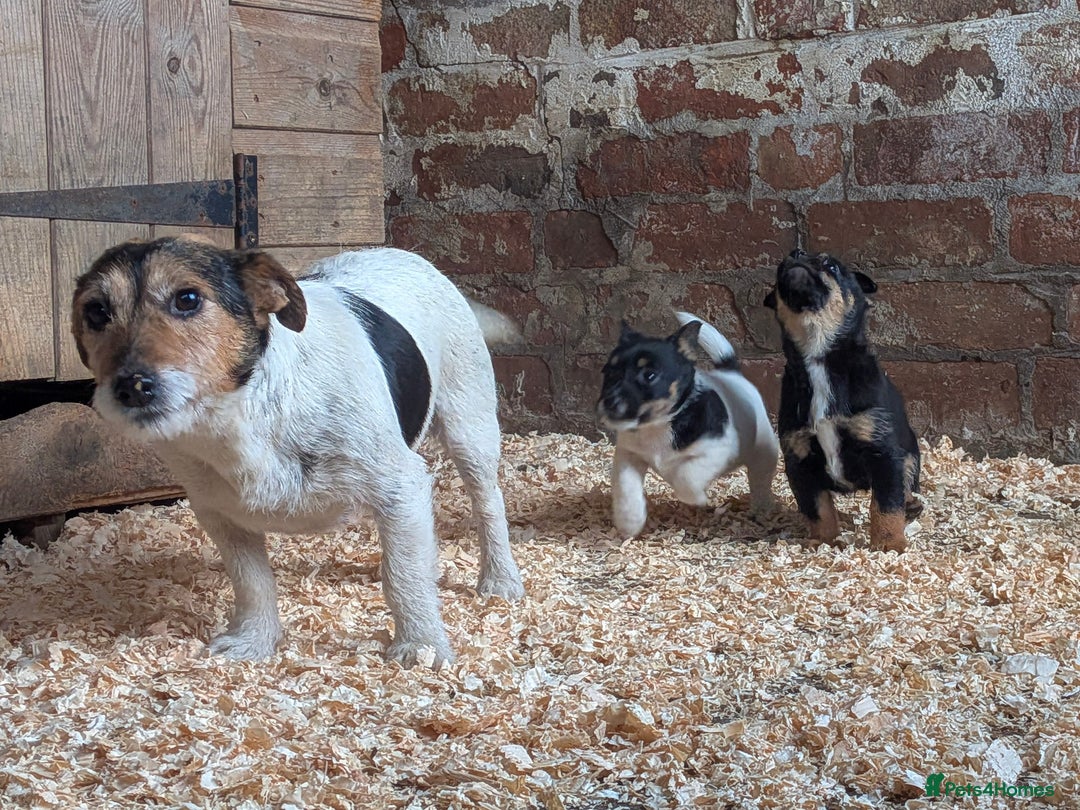 Jack Russell dogs for sale: Jack Russel Puppies for sale - Advert 2
