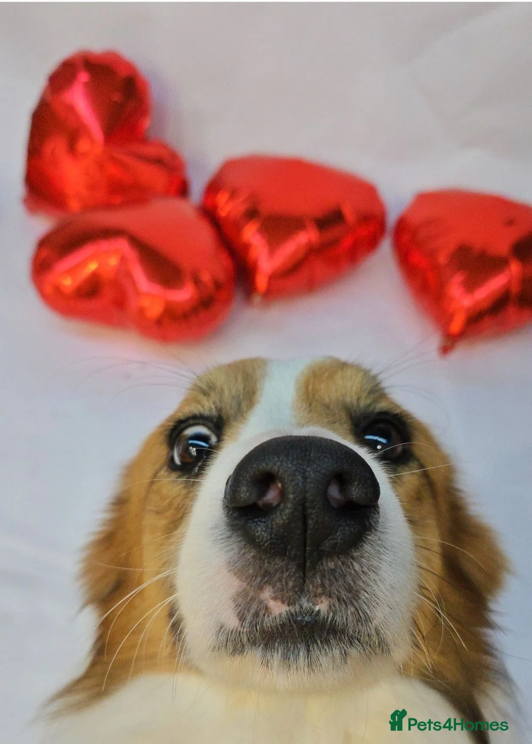 Border Collie dogs for stud: Bordercollie in London - Advert 2