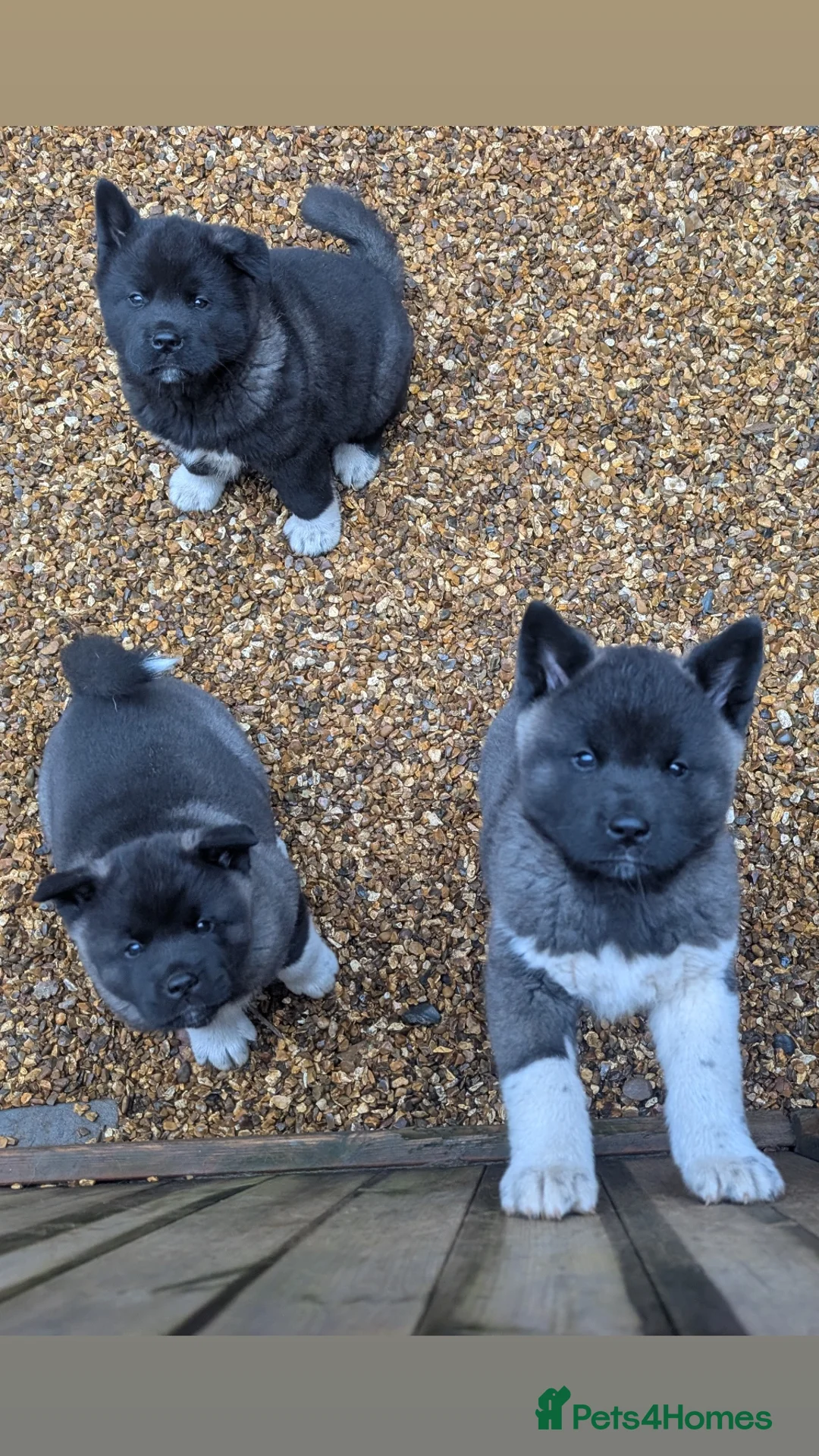 Akita dogs for sale: European Champions Bloodline American Akita's  - Advert 31