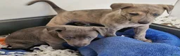 Whippet dogs for sale: Beautiful Whippet Puppies. - Advert 10