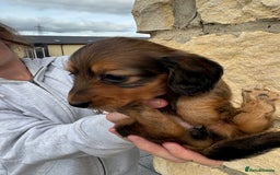 Miniature Dachshund dogs for sale: Gorgeous Long &short haired mini dachshund puppies - Image 11
