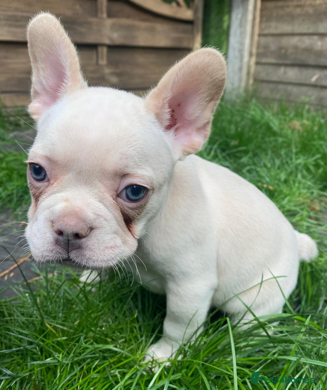 French Bulldog dogs for sale: 2 lovely French bulldog boys for sale  - Image 6