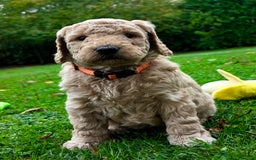 Mini Goldendoodle dogs for sale: Goldendoodle Puppies F2– Therapy & Support Dog Mum - Image 9