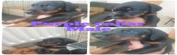 Dobermann dogs for sale: ☆☆Ready to leave Today  Black Doberman Puppies☆☆ - Advert 32
