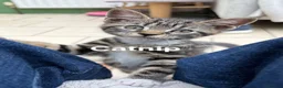 Mixed Breed cats for sale: Beautiful kittens! in Camberley - Advert 5