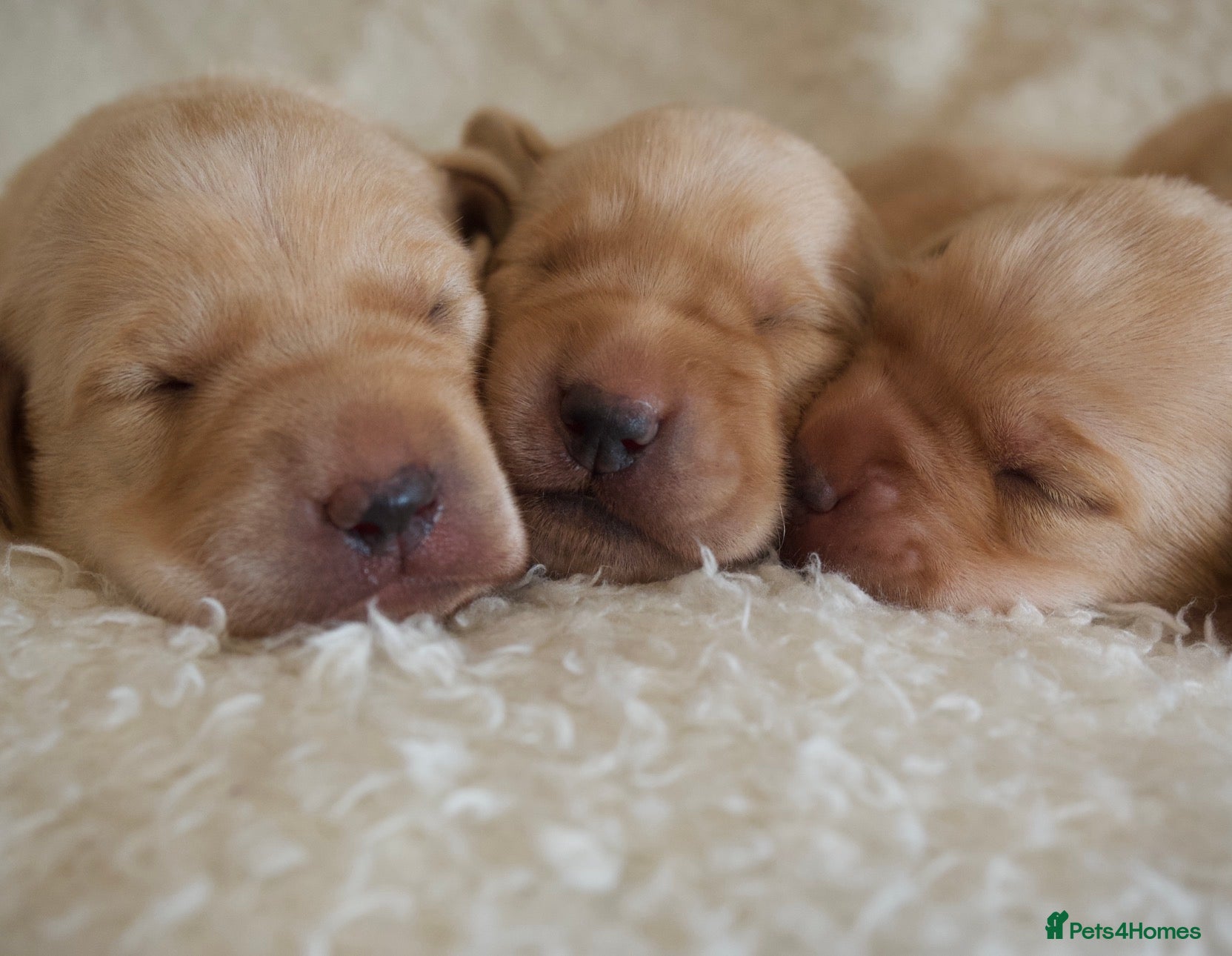 Labrador Retriever dogs for sale: 5 🌟 KC fully health tested FTCH lines, calm Labs  - Advert 1