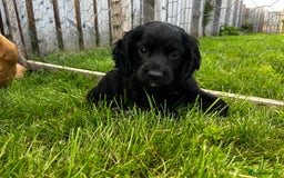 Cocker Spaniel dogs for sale: Gorgeous KC Working Cocker Spaniel Puppy Available - Image 1
